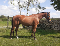 Vente de cheval : Lolirock du Rocher